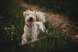 Fototapeta  - Pies biegający w lesie