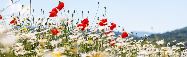 Wall Mural - Poppy