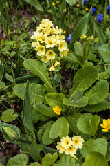 Wall Mural - Yellow primrose on the spring lawn in the park. landscape design