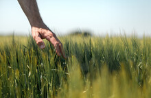 Farmer Touching Gently Green Unripe Barley Ears (Hordeum Vulgare) In Cultivated Field, Closeup Male Hand Over Plants, Concept Of Crop Management In Agriculture