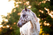 Appaloosa horse in the pasture at sunset, white horse with black and brown spots. yearling baby horse
