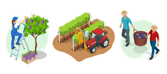 isometric gardeners, farmers, workers caring for the garden, growing agricultural products. grape ha