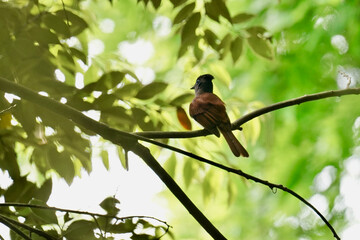 Canvas Print - japanese paradise flycatcher on a branch