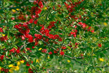 Wall Mural - red flowers on a background of green leaves. blooming bush in the garden.