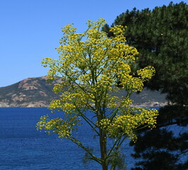 Poster - corse...flore