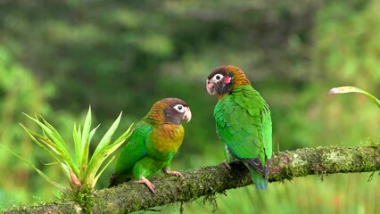 Wall Mural - a pair of brown-hooded parrot perched on a branch at boca tapada in costa rica