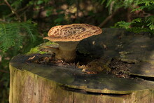 Polyporus Squamosus Bracket Fungus Growing On Top Of Tree Stump. A Wild Edible Fungus