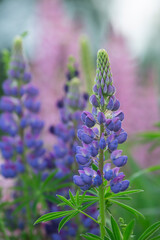 Wall Mural - Blossoming lupin, this plant is invasive