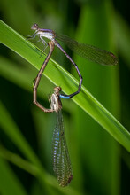 A Pair Of Variable Dancers (Argia Fumipennis) Forming A Mating Wheel After A Spring Shower In Raleigh, North Carolina.