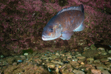 Wall Mural - Cunner Fish underwater in the Gulf of St. Lawrence in Canada