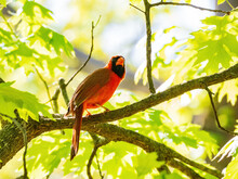 Close Up Shot Of Northern Cardinal On A Tree