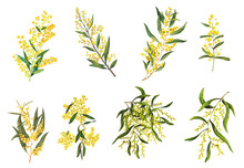 Golden Wattle (Acacia Pycnantha) Is Australia's National Flowe