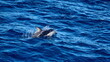 Dusky dolphin (Lagenorhynchus obscurus) off the coast of the Falkland Islands in the South Atlantic Ocean