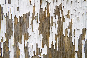 Wall Mural - White peeling paint on a wooden surface.