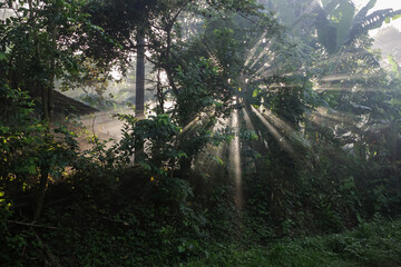 morning in the forest