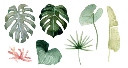  Exotic tropical plants, leaves. Hand painted watercolor illustration.