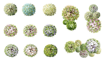 Wall Mural - vector blooming flower tree top view isolated on white background for landscape plan and architectur