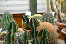 Close-up Of Huge Cactus With Giant Big Thorns. Prickly Cactus