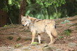 Eurasischer Wolf