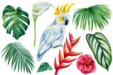 Tropical Plants, Flowers, Leaf And Parrot On Isolated White Background, Watercolor Illustration. Jungle Design
