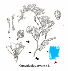 Branch of the beautiful and gentle field bindweed Convolvulus arvensis with flowers, leaves, tendrils and buds.