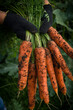 Fresh carrots from the garden in your hands. Harvest of young carrots. Harvesting of ripened crops. Growing natural vegetables in your own garden. Selective focus
