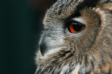 A Portrait Of An Eurasian Eagle Owl

