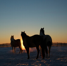 Silhouetted Horses In Snowy Rural Winter Pasture At Sunset

