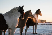Beautiful Paint Horses Standing In Snowy Winter Pasture At Sunset
