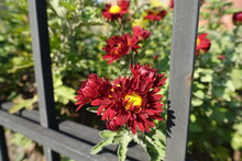 Cardinal Red And Yellow Flowers Of Chrysanthemums In Mid October