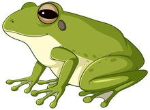 A Green Frog On White Background