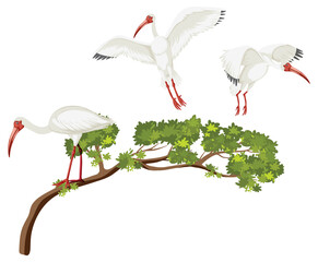 Poster - American white ibis group on a tree