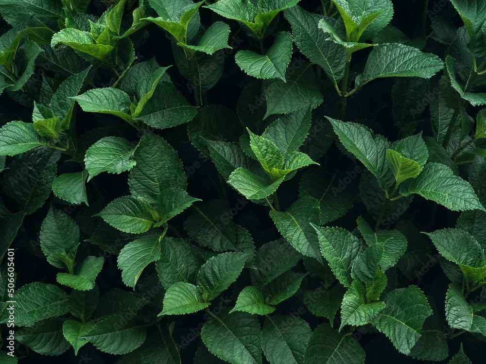 nature background of green leaves pattern Stock Photo | Adobe Stock