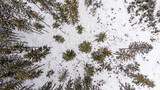 Fototapeta  - skraj zimowego lasu widziany z góry