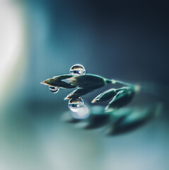 Wall Mural - A transparent dew drop on a plant in blue and green tones in macro.
