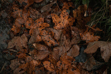 Yellowed Fallen Leaves On The Ground In The Rain. Autumn Mood