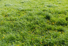 Glade Covered With Different Grass And Dandelions In Springtime