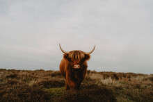 Portrait Beautiful, Brown Highland Coo In Field, Baslow, Derbyshire, England

