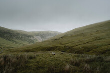 Sheep In Grassy, Remote Landscape, Red Tarn, Lake District National Park, England

