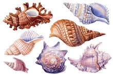 Watercolor Set Of Sea Shells On An Isolated White Background. Hand Drawn Vintage Sketch Elements