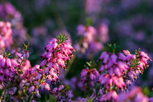 Pink Erica Carnea Flowers (winter Heath) In The Garden In Winter On A Sunny Day