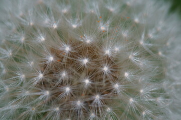 Wall Mural - A close-up photo of a dandelion. Macro colors in nature.