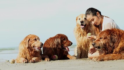 Wall Mural - Happy woman with dog golden group sitting relax and resting enjoy freedom on the beach, Female with pets happiness outdoor people lifestyle.