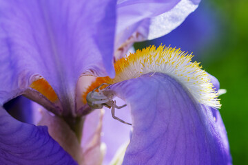 Small funny insects on bright iris flowers. Close up.