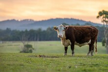 Beef Cattle And Cows In Australia	
