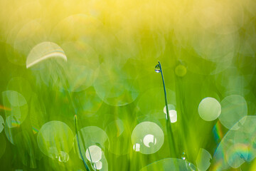 Sticker - Green grass abstract blurred background. beautiful green grass in sunlight rays. Relaxing green leaf macro. Bright fresh summer or spring nature background. Panoramic nature banner