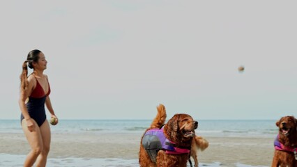 Wall Mural - Slow motion Footage dog golden jumping to get ball after playing water wave for resting on the beach, Happy weekend enjoy at sunset, Golden dog fun activity concept.