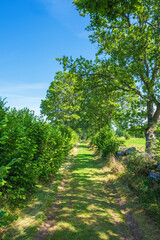 Wall Mural - Lush dirt road in the summer