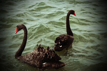 Two Black Swans At A Lake At Crosby Marina In Merseyside. The Lake Is Located Near To Crosby Beach.