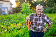 Male Farmer Posing With A Bunch Of Freshly Picked Carrots